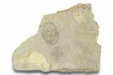 Pair Of Isoteloides Flexus Trilobites - Fillmore Formation, Utah #255719-1